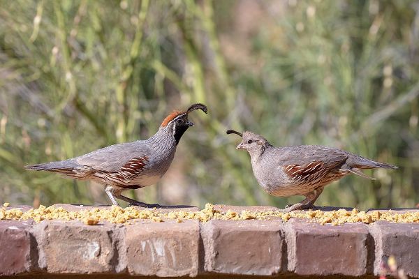 Jaynes Gallery 아티스트의 USA-Arizona-Buckeye-Pair of Gambels quail feeding on brick wall작품입니다.